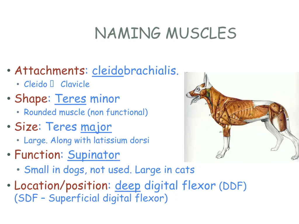 naming muscles