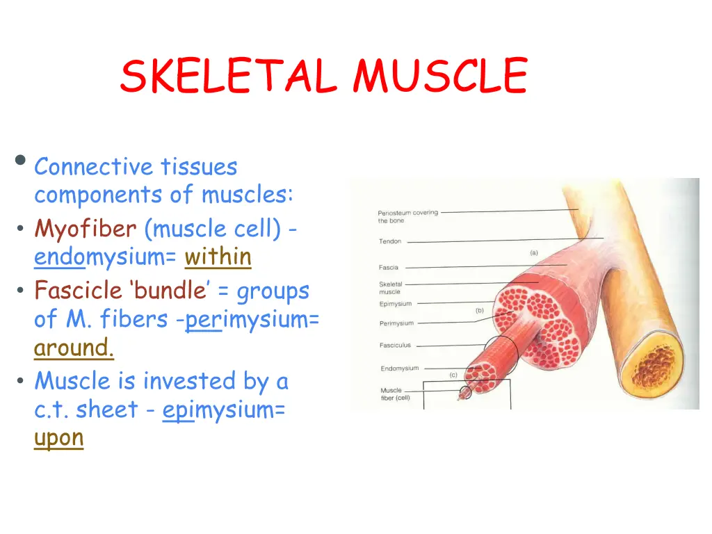 skeletal muscle 3