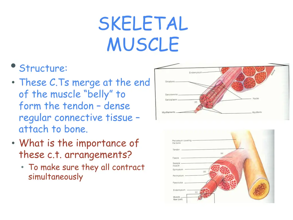skeletal muscle 5