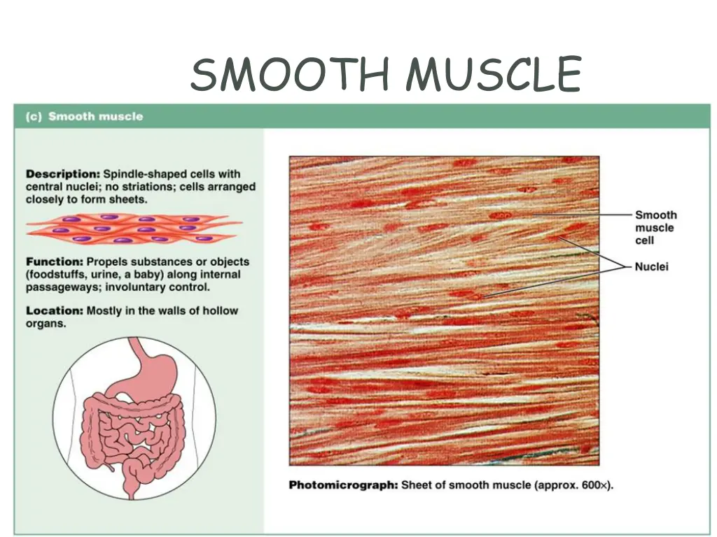 smooth muscle
