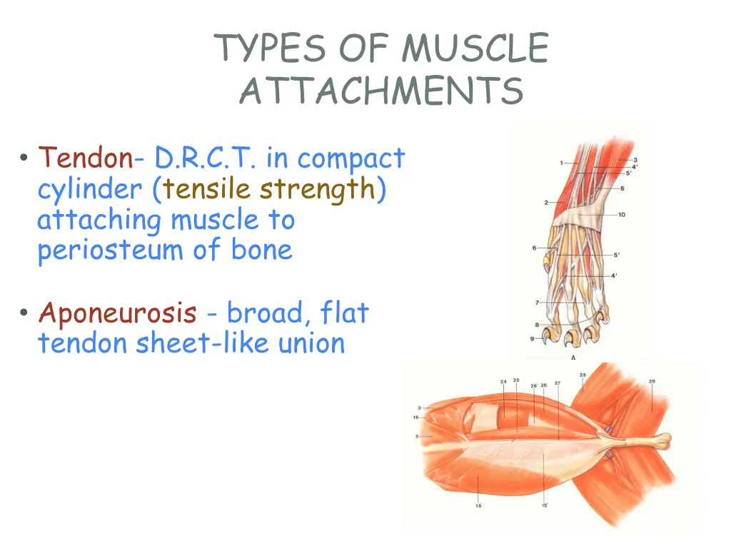 types of muscle attachments