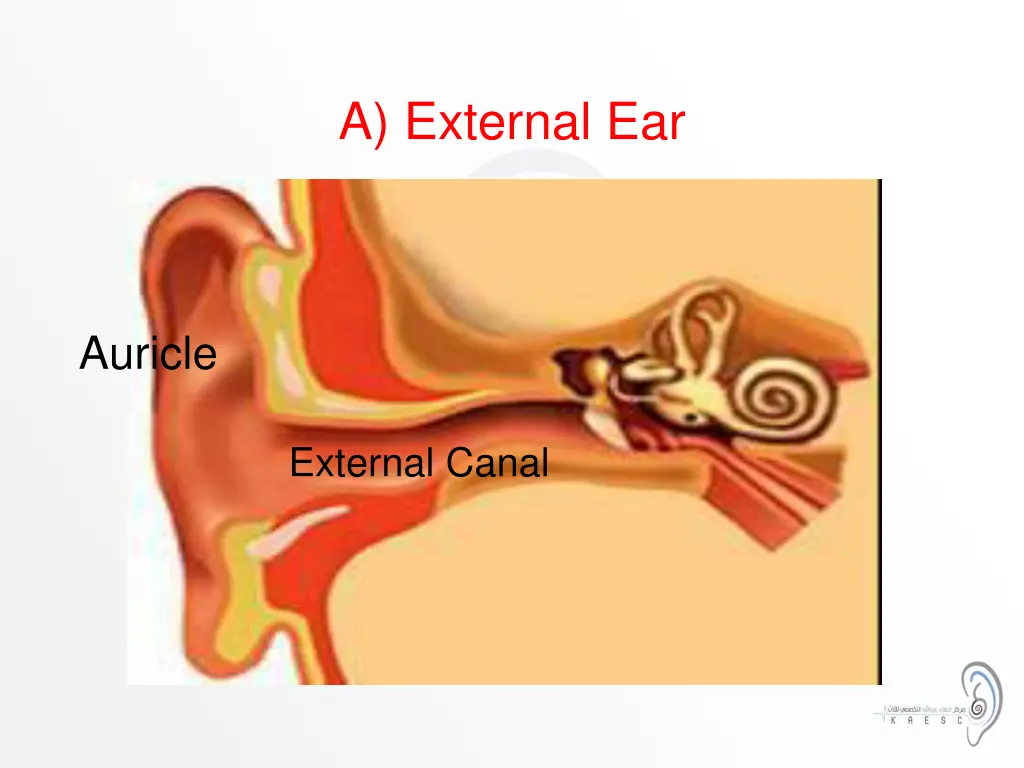 a external ear
