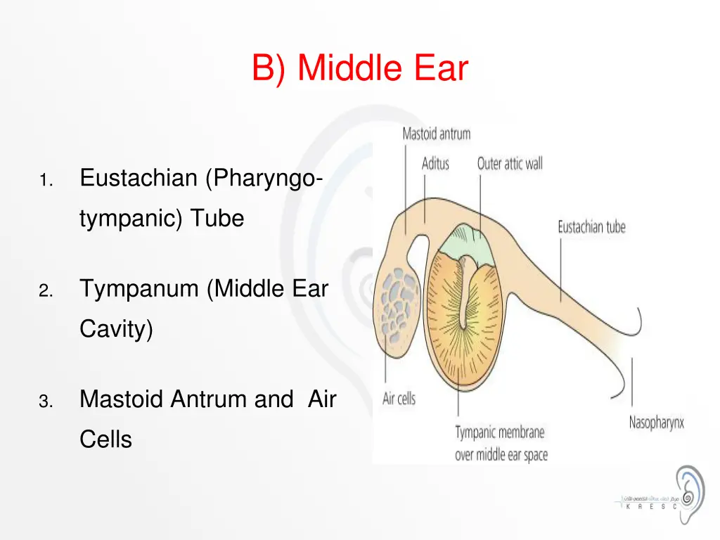 b middle ear