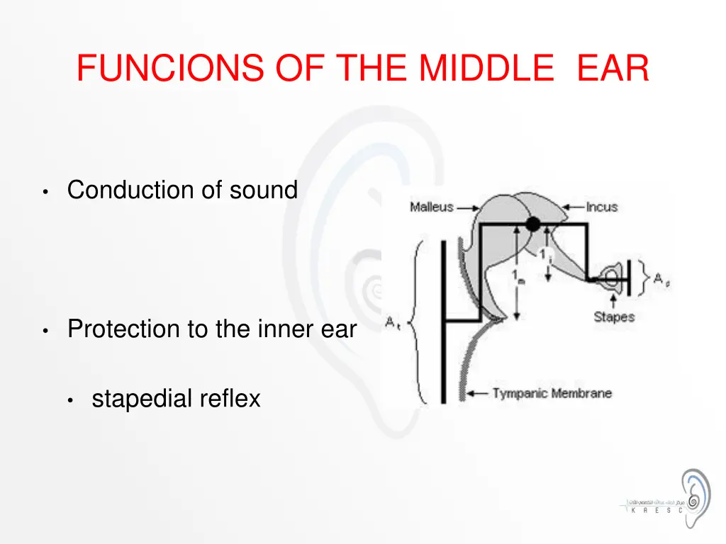 funcions of the middle ear