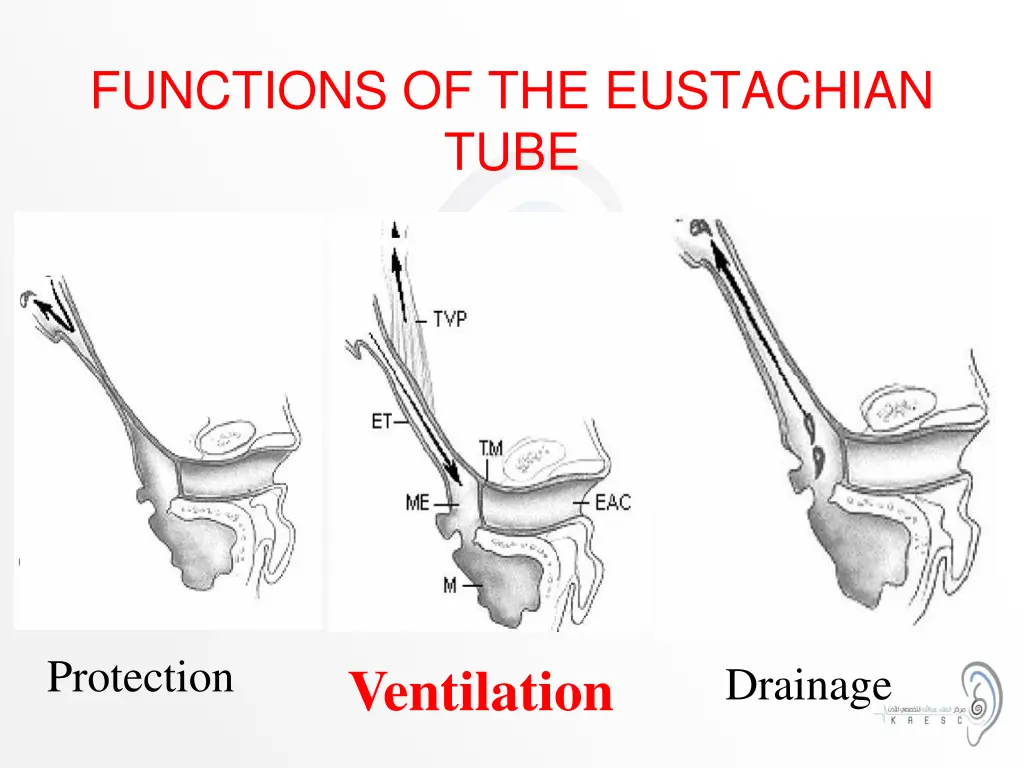 functions of the eustachian tube