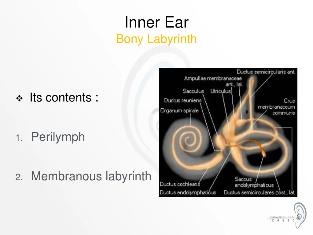 inner ear bony labyrinth 1