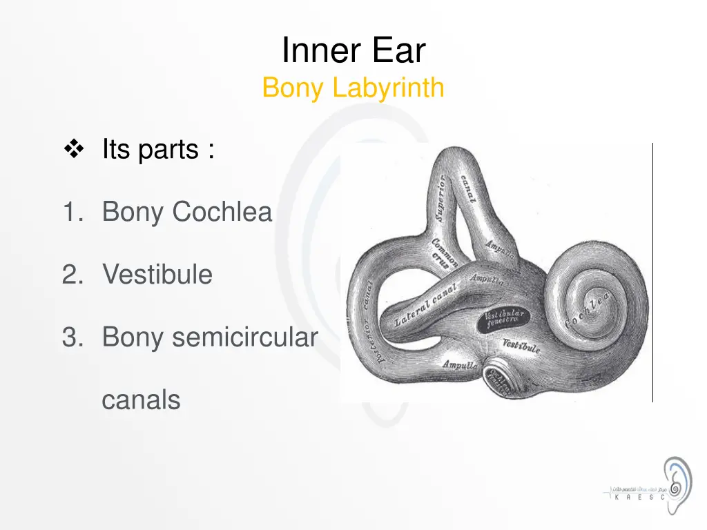 inner ear bony labyrinth