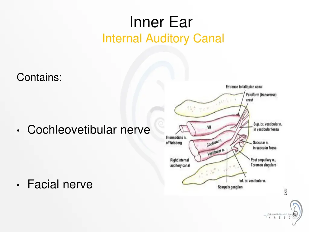inner ear internal auditory canal