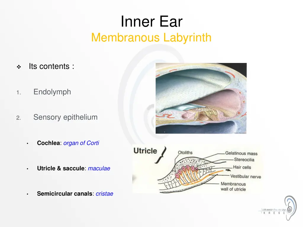 inner ear membranous labyrinth 1