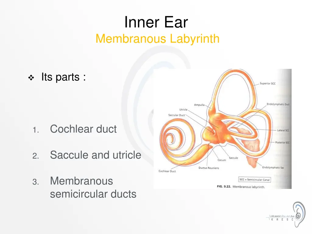 inner ear membranous labyrinth