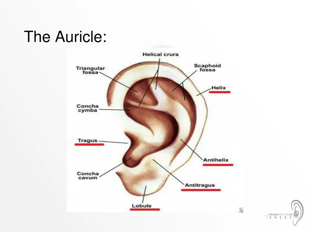 the auricle