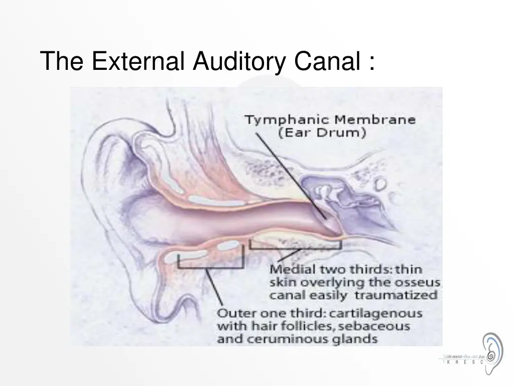 the external auditory canal