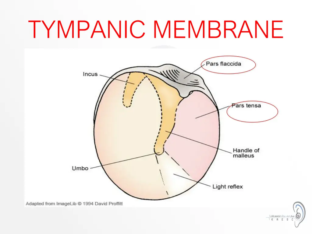 tympanic membrane 2