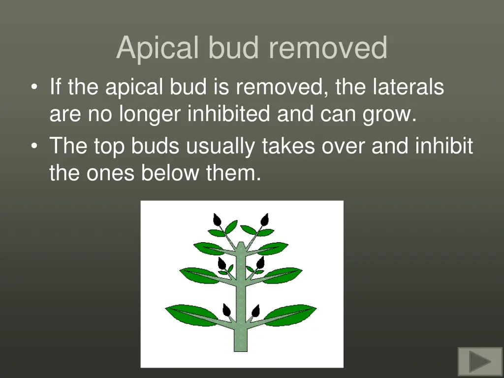 apical bud removed if the apical bud is removed