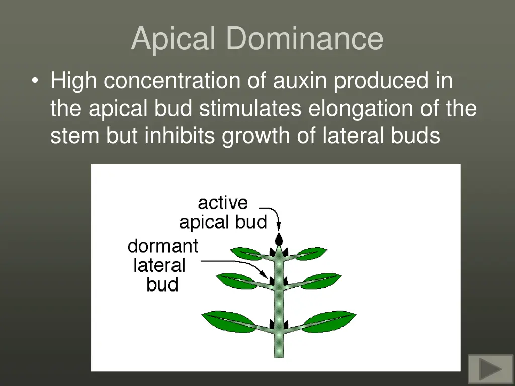 apical dominance high concentration of auxin
