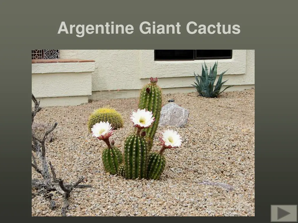 argentine giant cactus 1