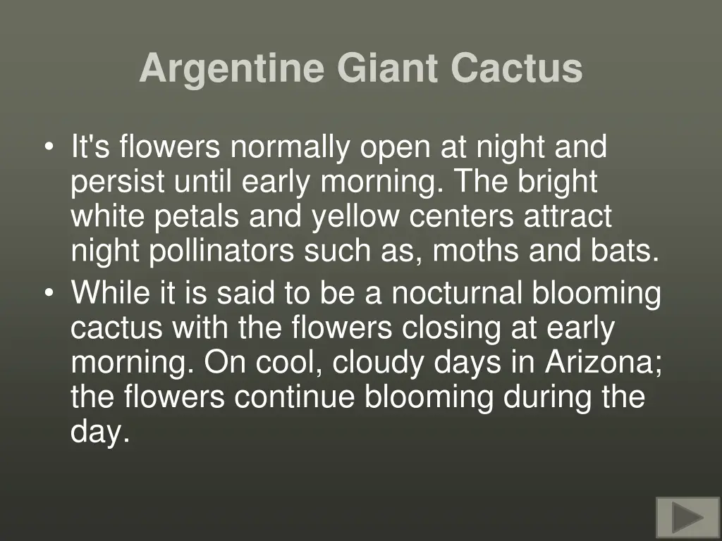 argentine giant cactus