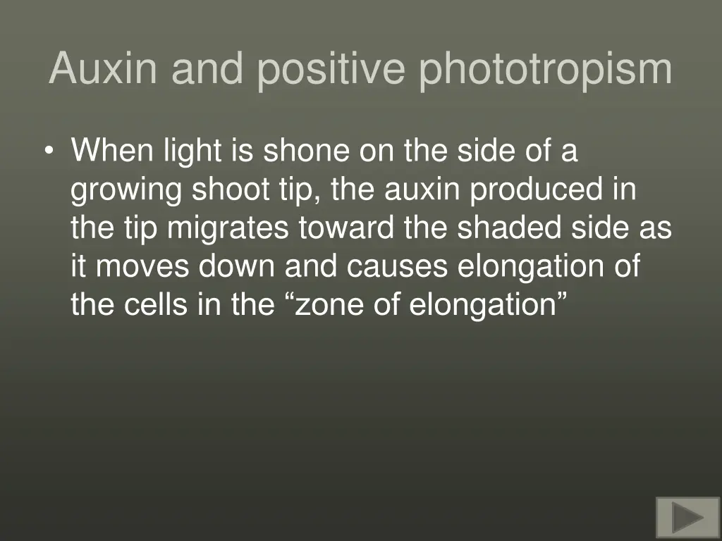 auxin and positive phototropism
