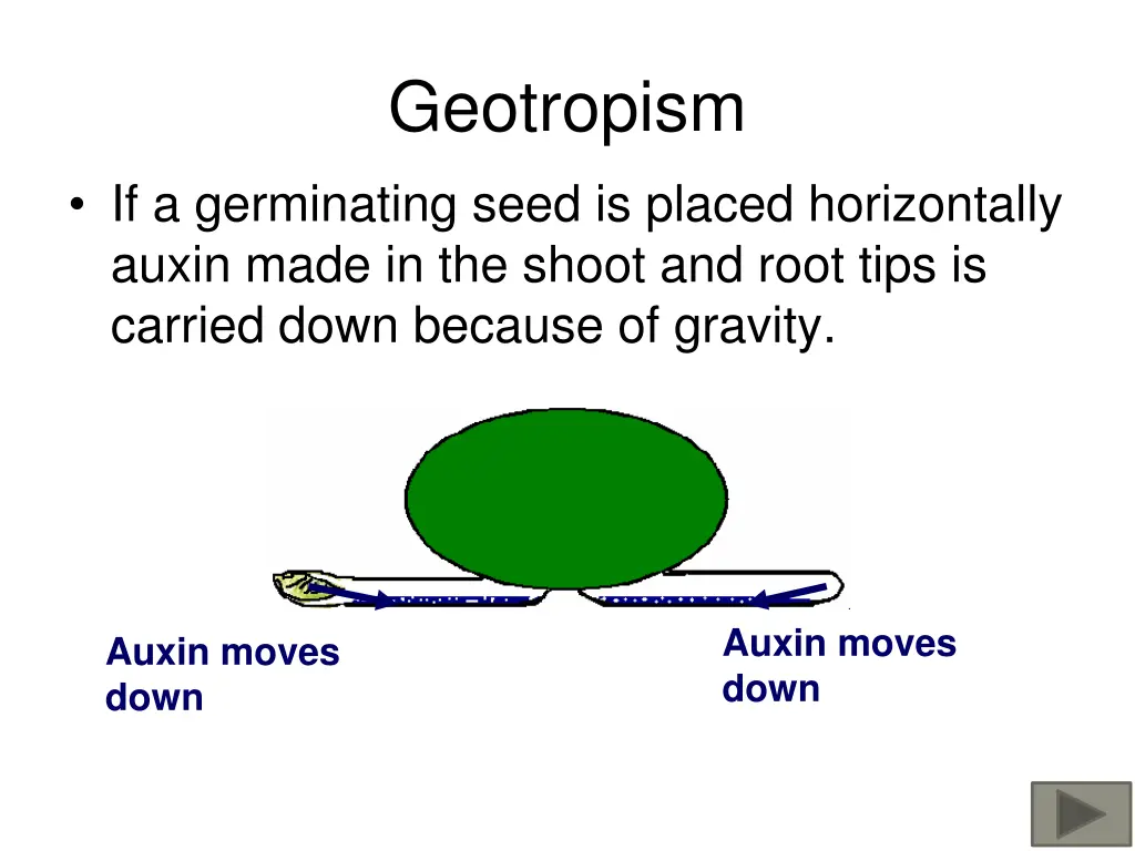 geotropism 1