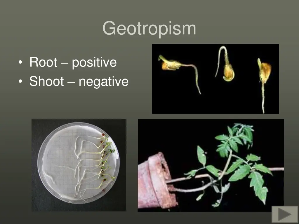 geotropism
