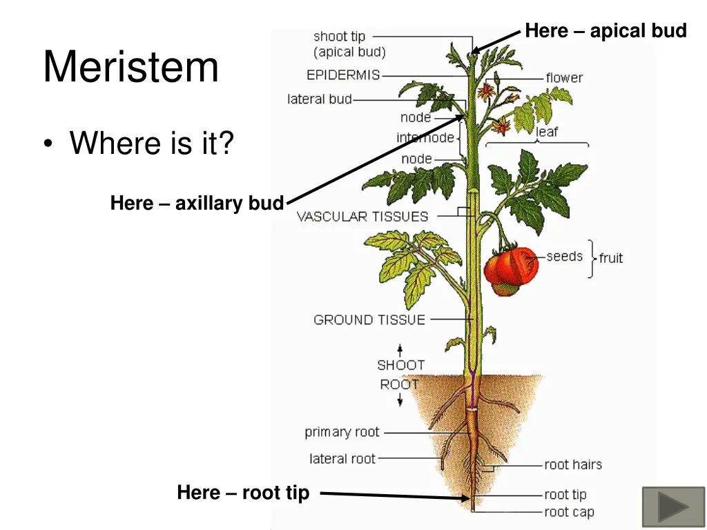 here apical bud