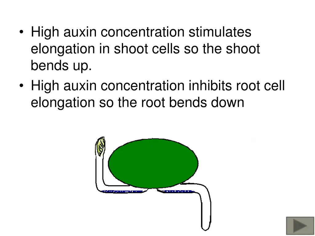 high auxin concentration stimulates elongation