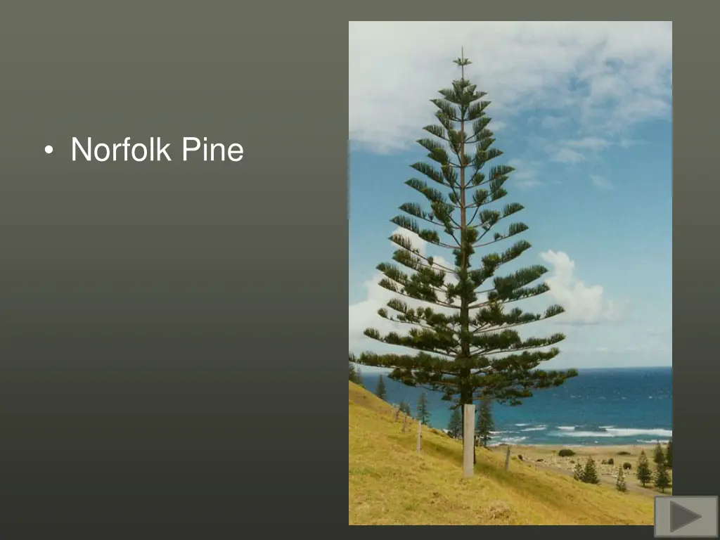 norfolk pine