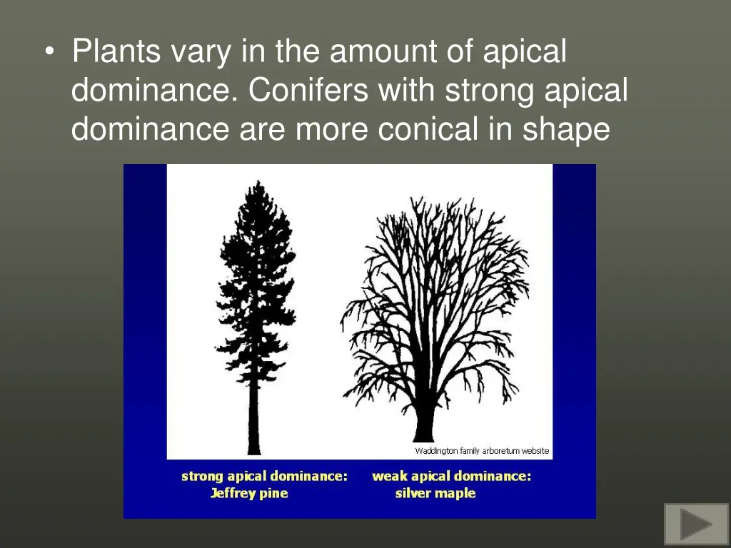 plants vary in the amount of apical dominance