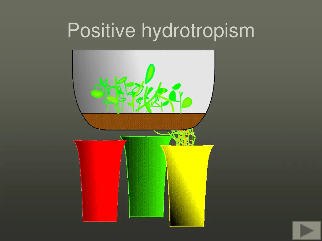 positive hydrotropism