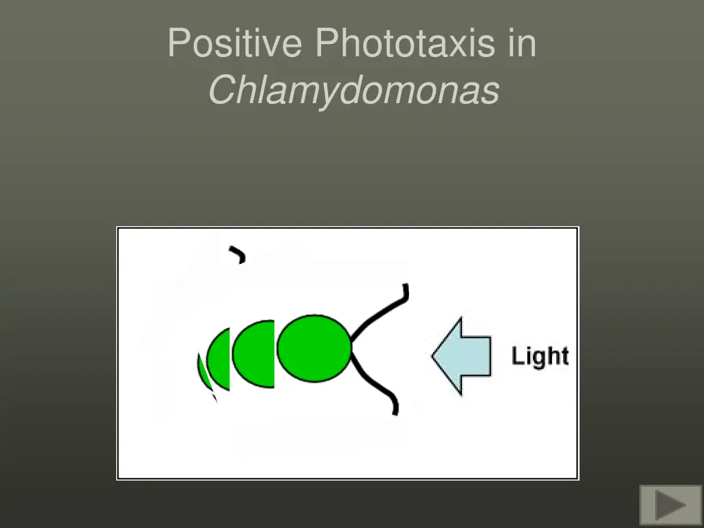 positive phototaxis in chlamydomonas