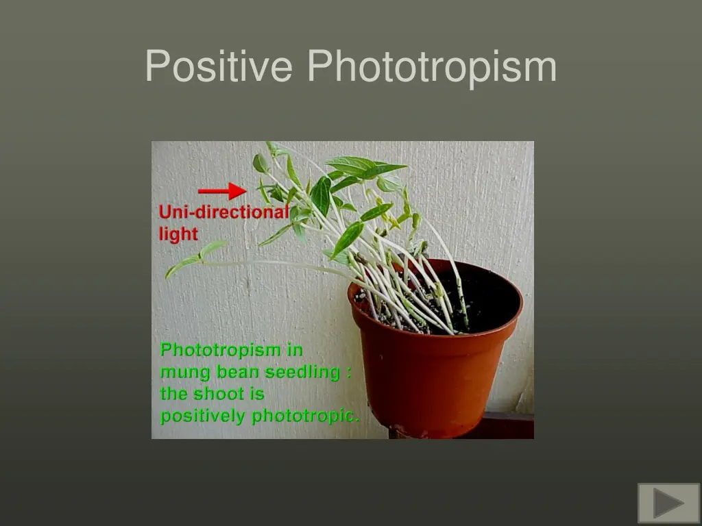 positive phototropism