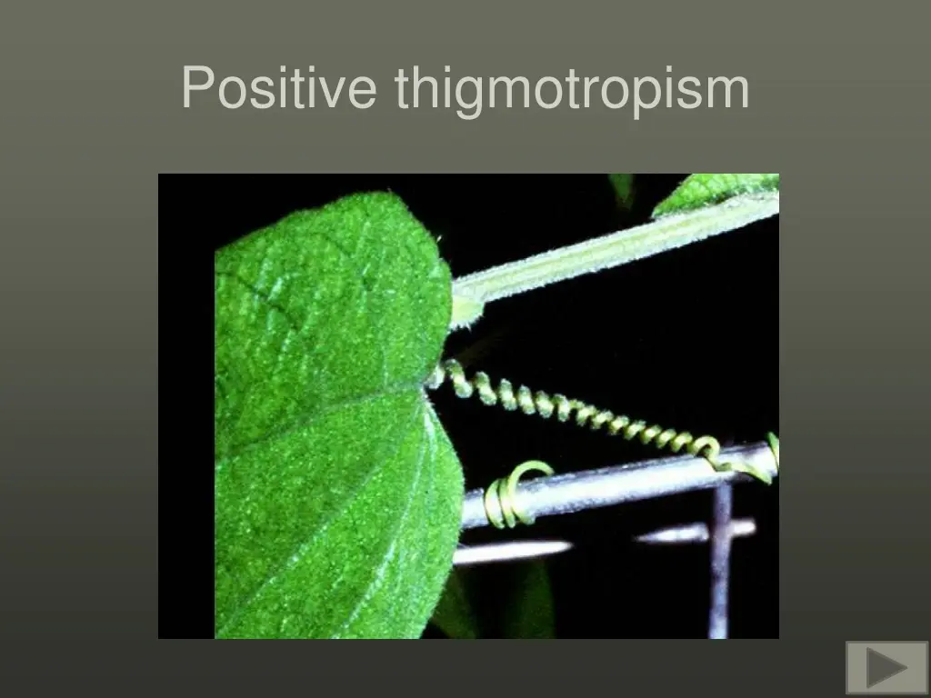 positive thigmotropism