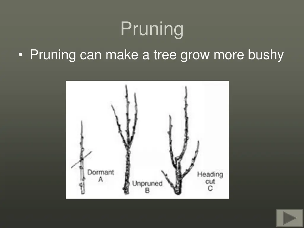 pruning