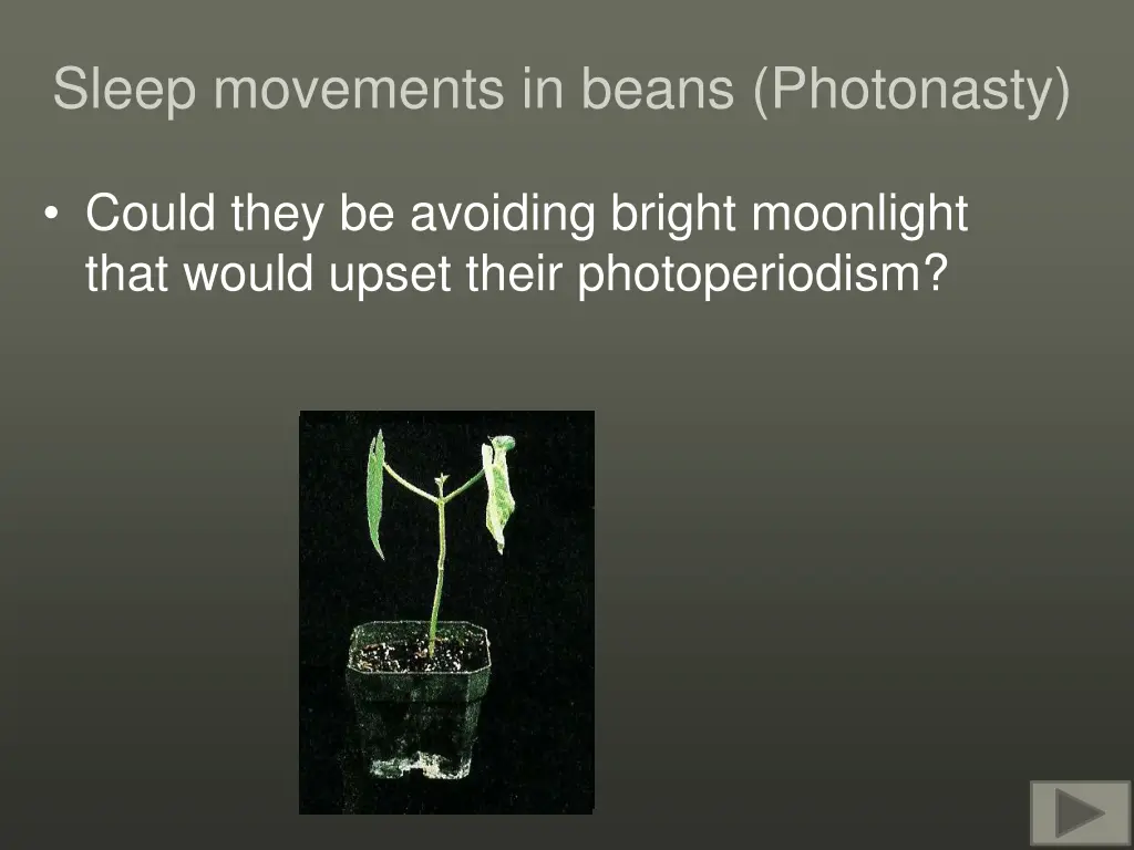 sleep movements in beans photonasty