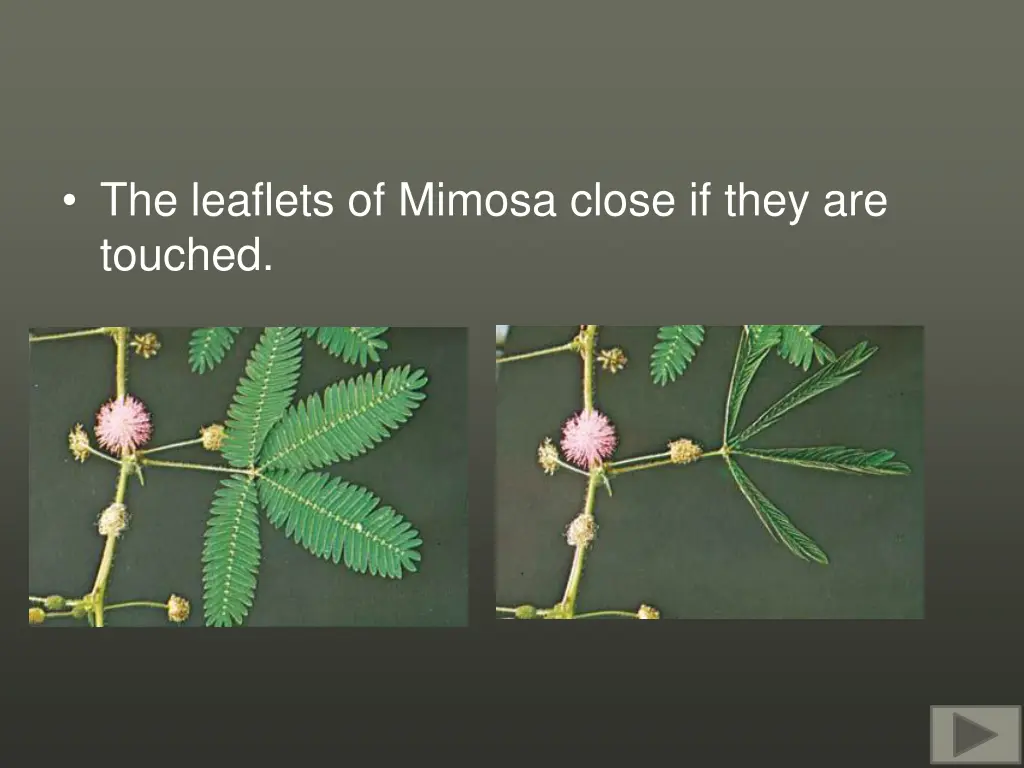 the leaflets of mimosa close if they are touched