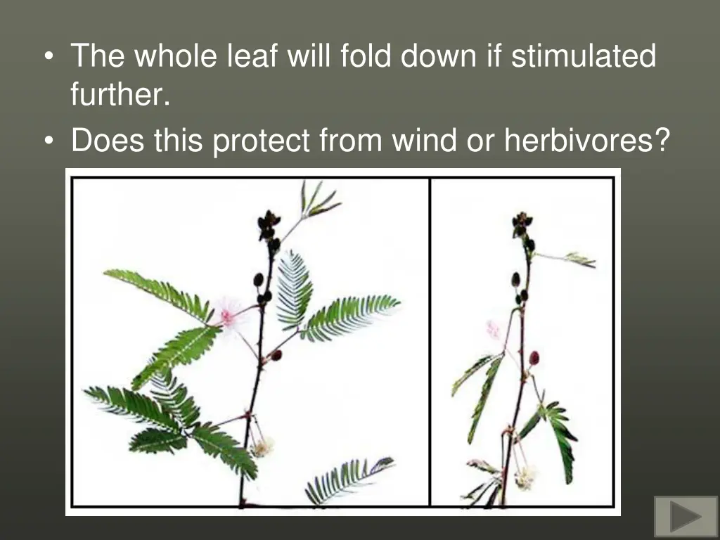 the whole leaf will fold down if stimulated