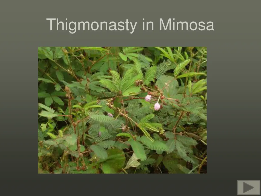 thigmonasty in mimosa