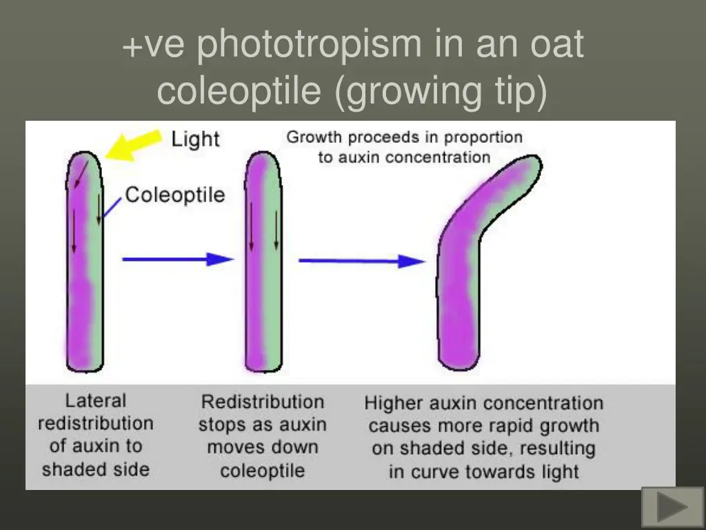 ve phototropism in an oat coleoptile growing tip