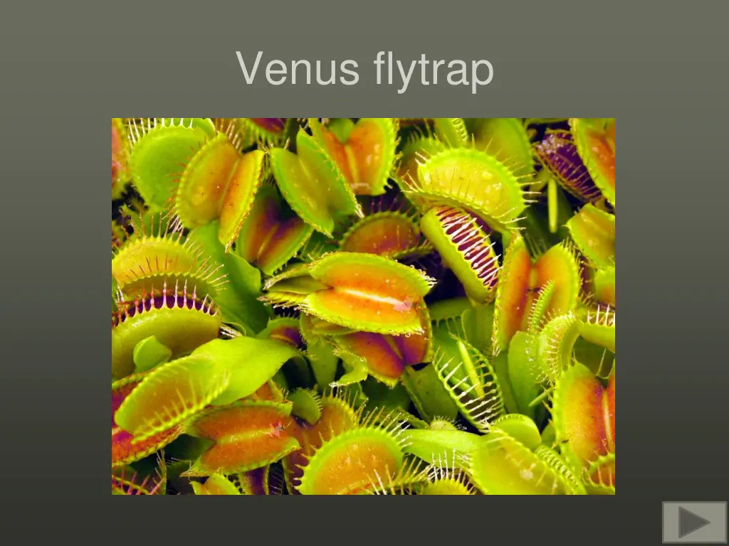 venus flytrap