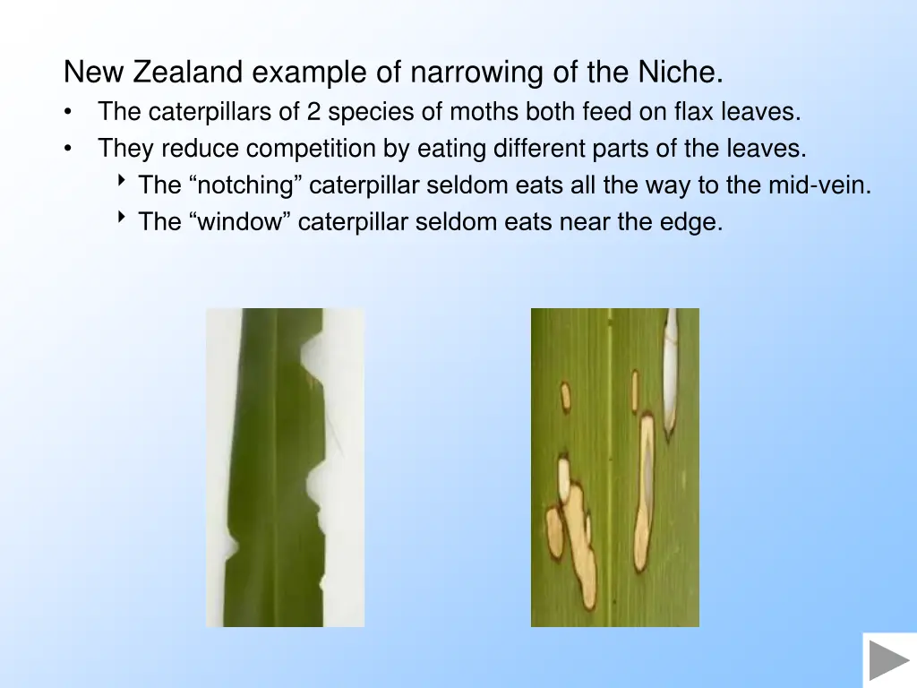 new zealand example of narrowing of the niche