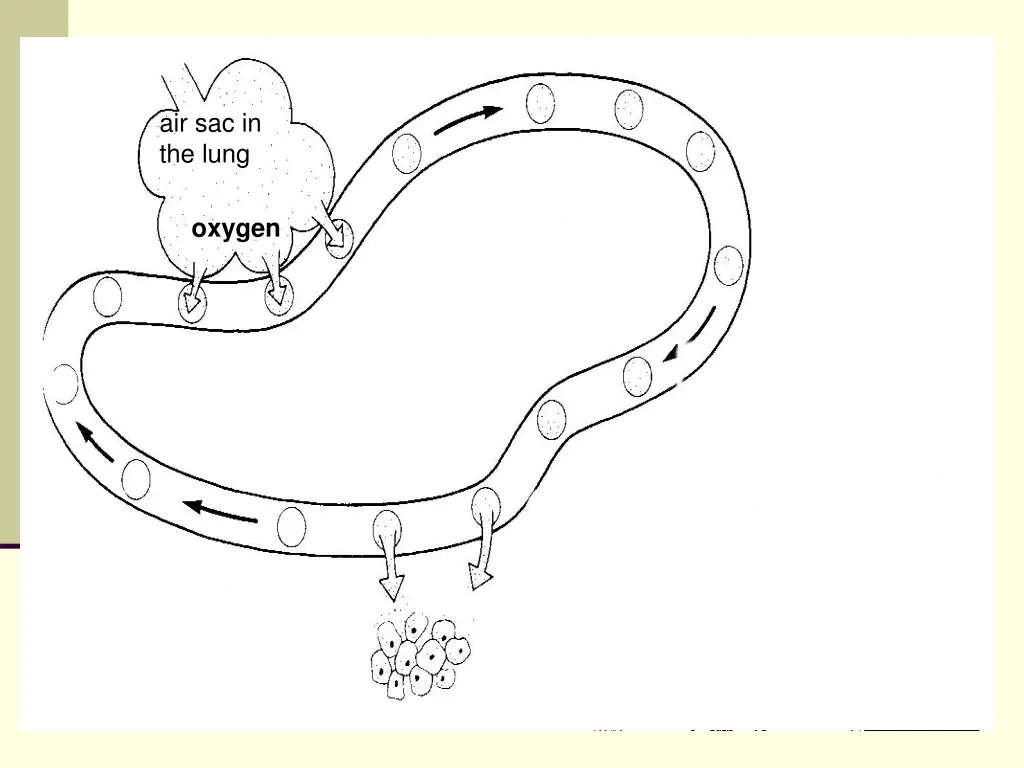 air sac in the lung 1