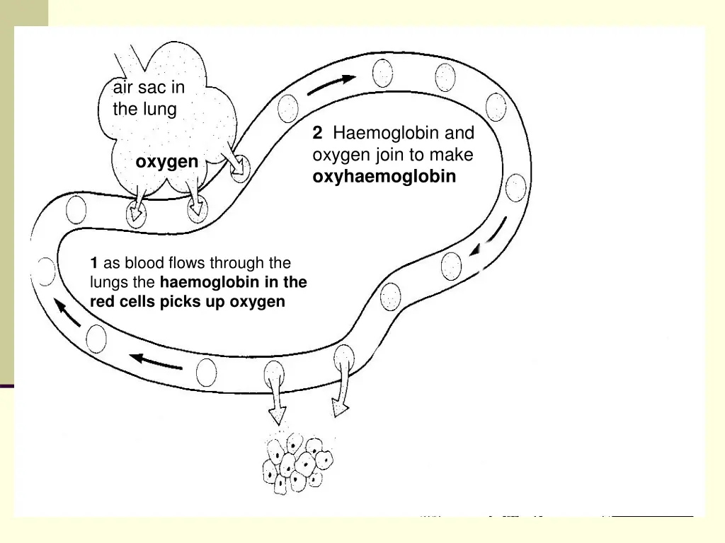 air sac in the lung 3
