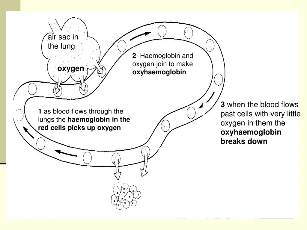 air sac in the lung 4