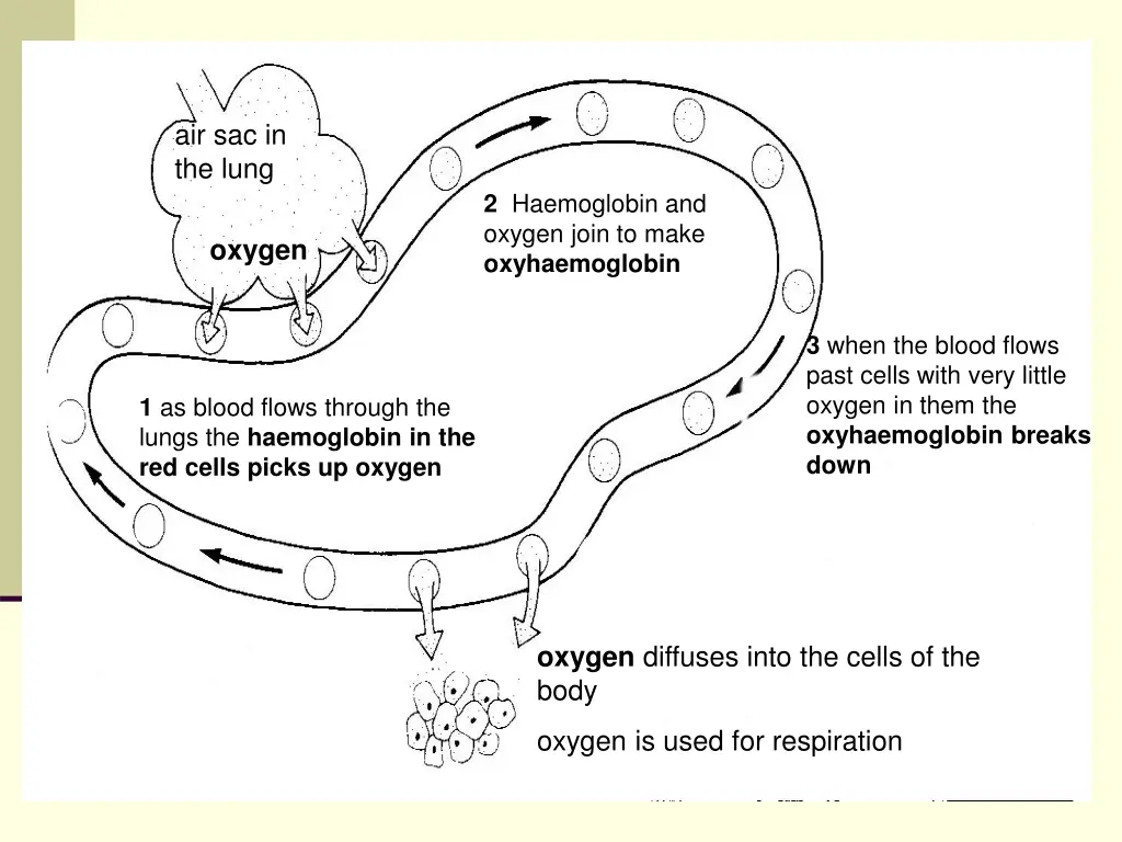 air sac in the lung 5