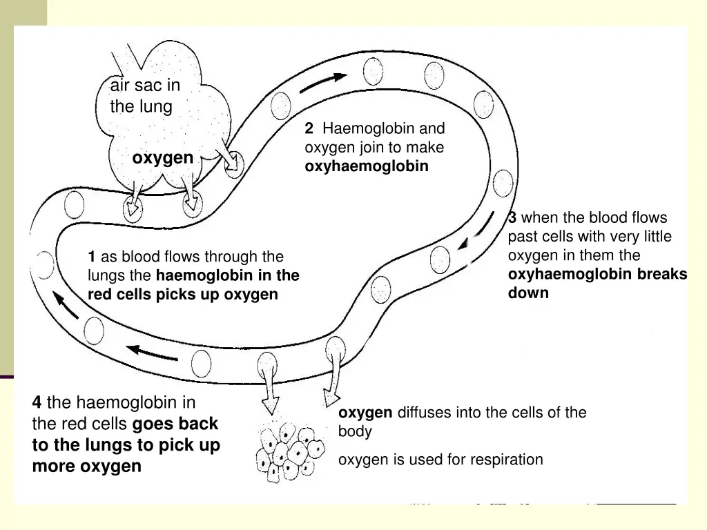 air sac in the lung 6