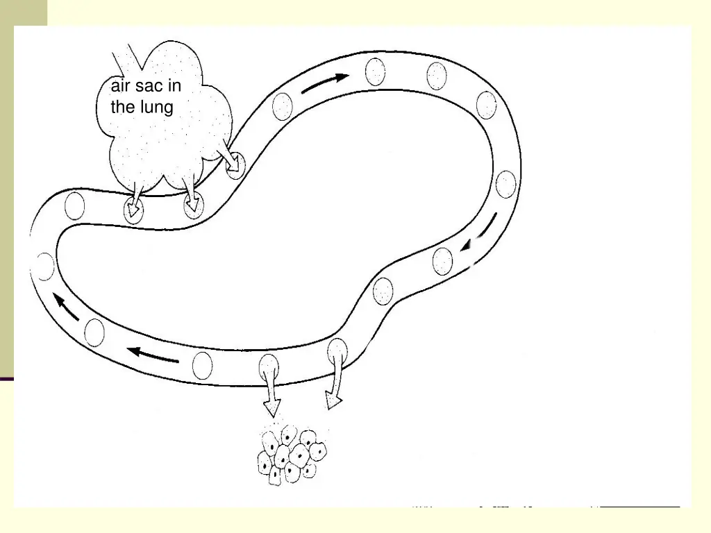 air sac in the lung