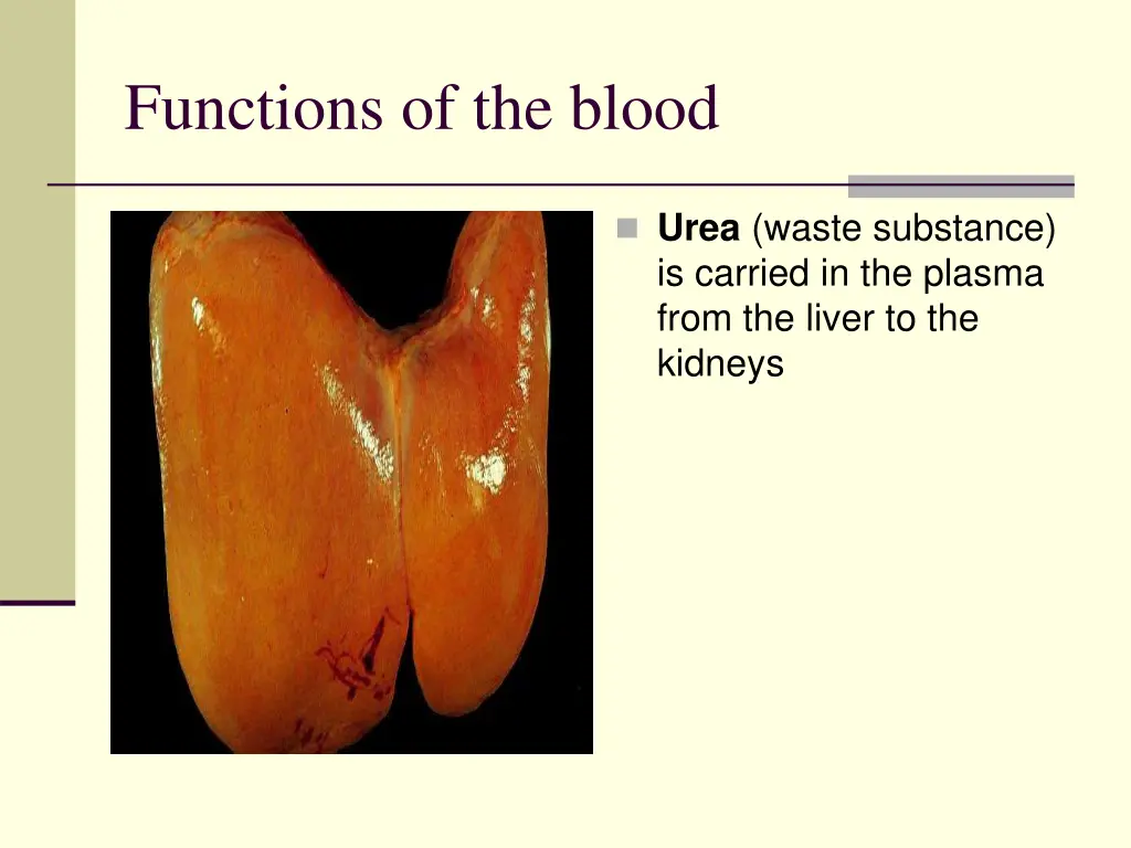 functions of the blood 2