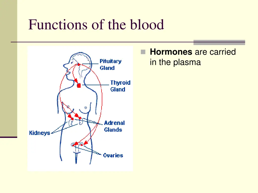 functions of the blood 3
