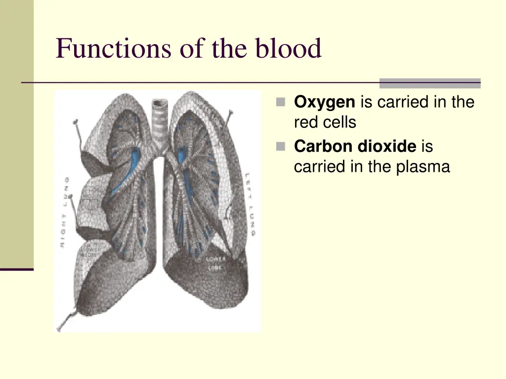 functions of the blood