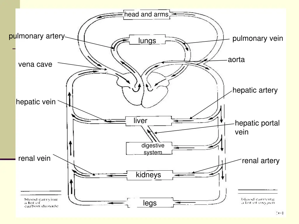 head and arms 12